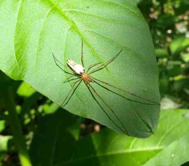 Tetragnatha sp.